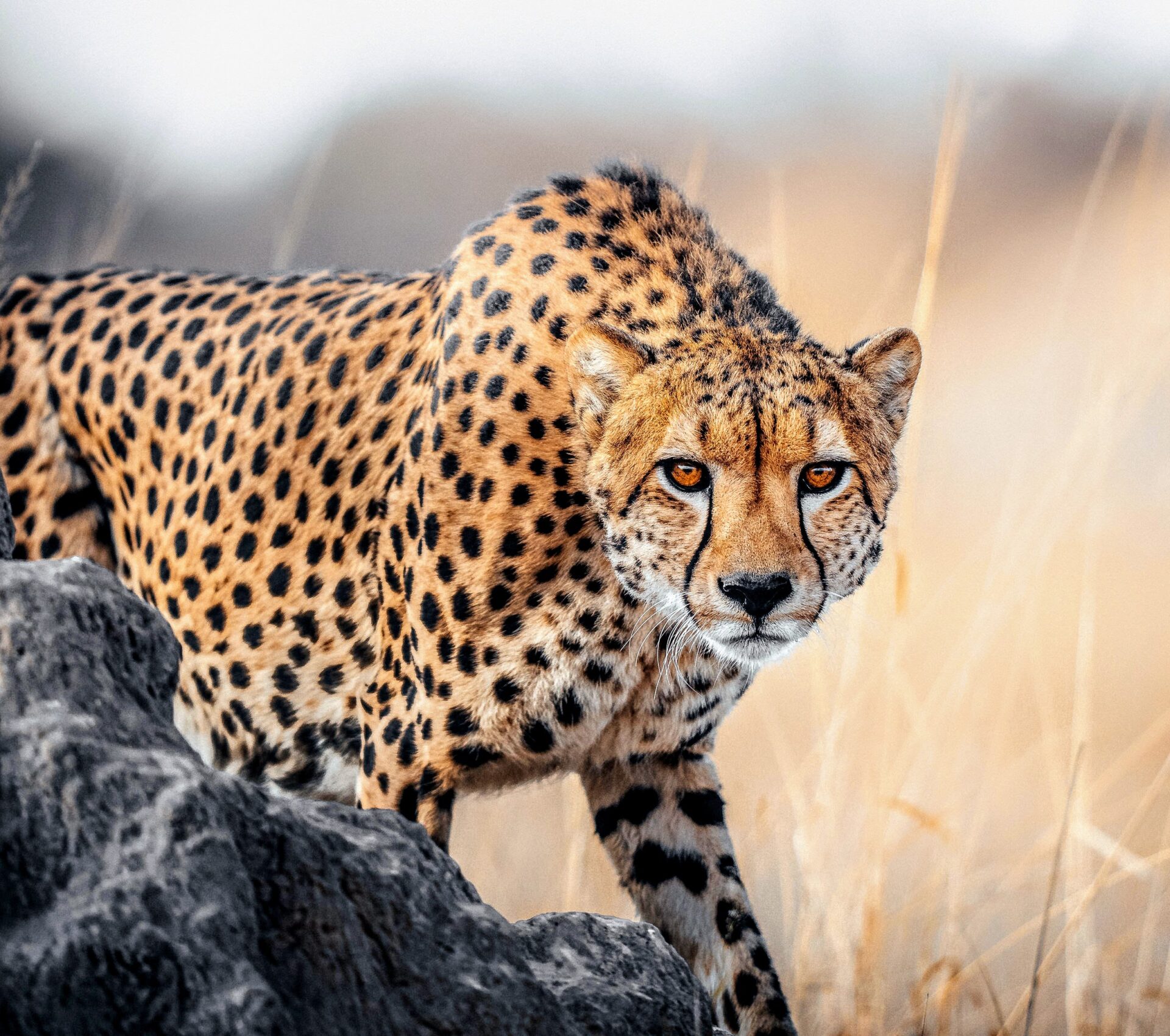 Hwange - Wilderness Linkwasha Camp
