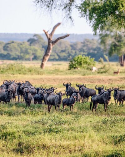 Zimbabawe, Gonarezhou, Wildebeest