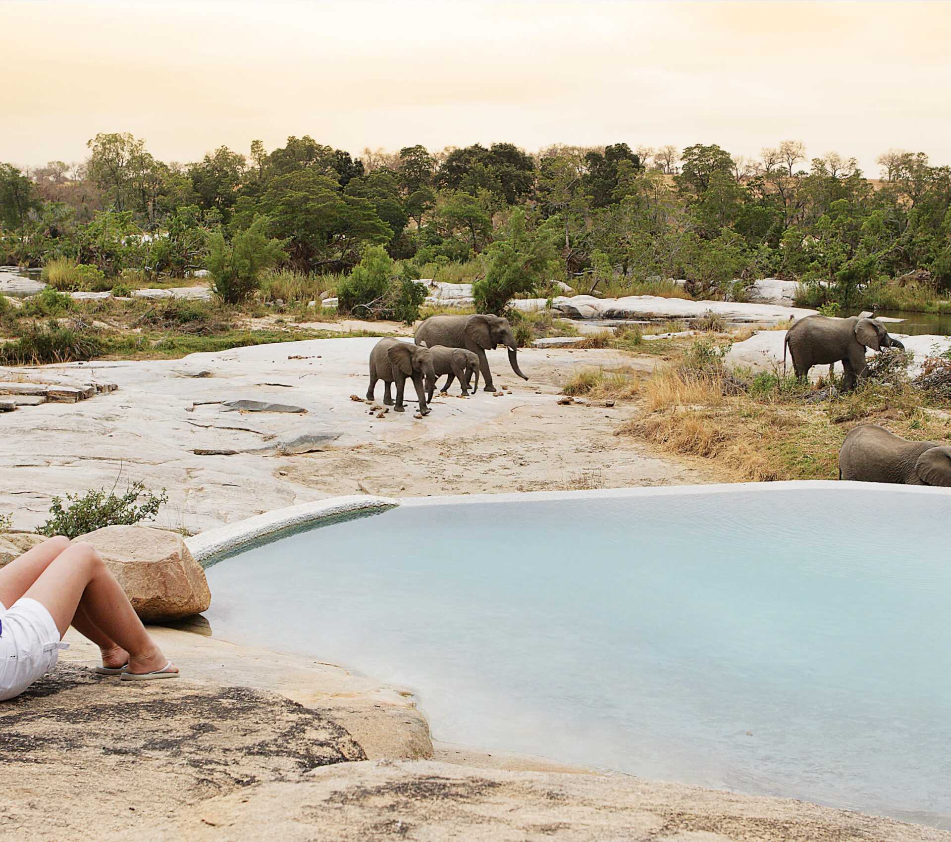 South Africa, Kruger - Londolozi
