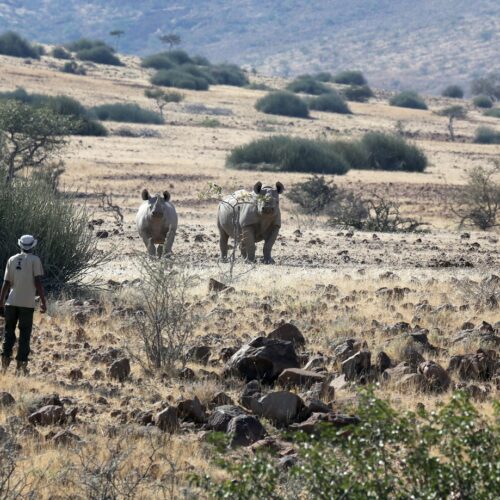 Rhinos at Skeleton Coast