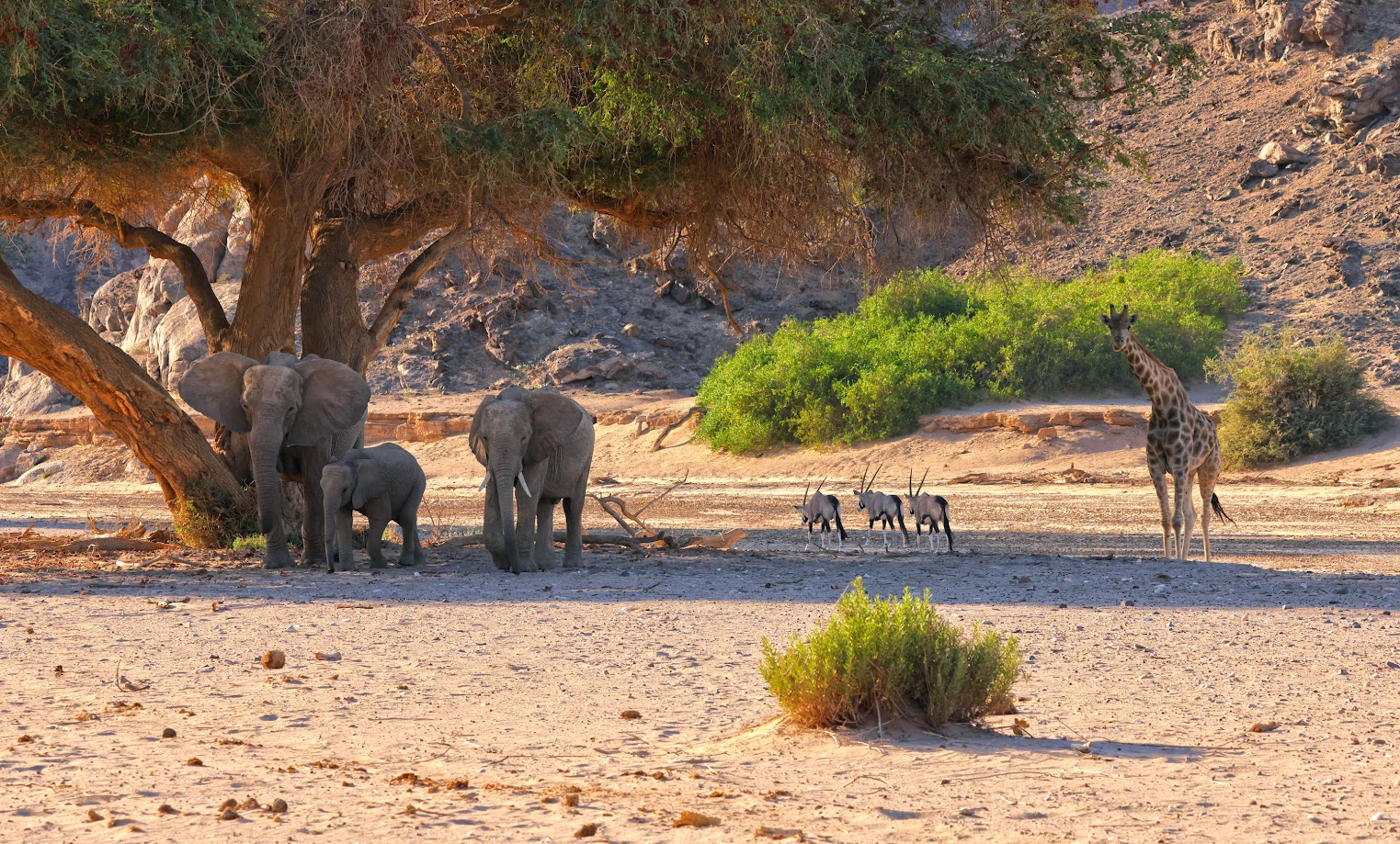 Elephants and Giraffes in Namibia
