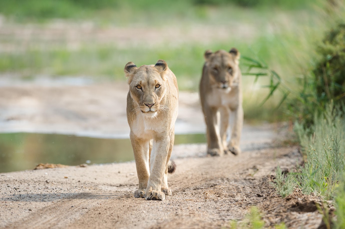 Lions in Skeleton Coast, Namibia