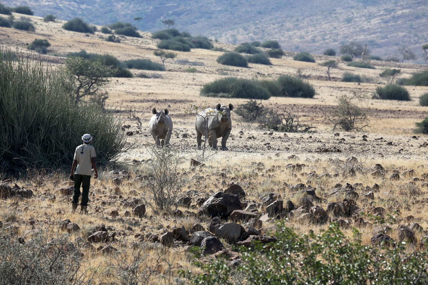 Rhinos at Skeleton Coast
