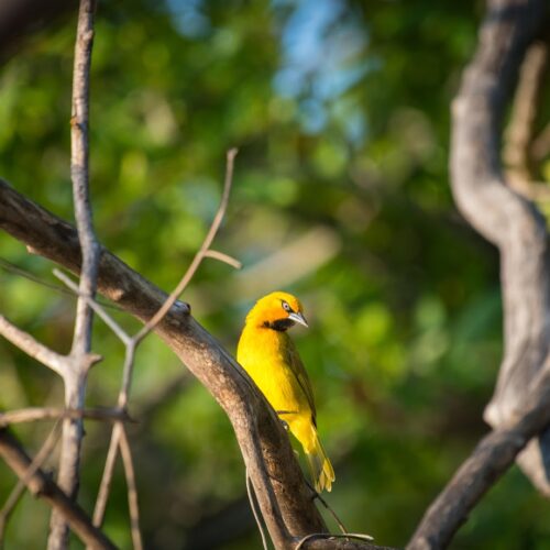 Bird spotting in Zambia