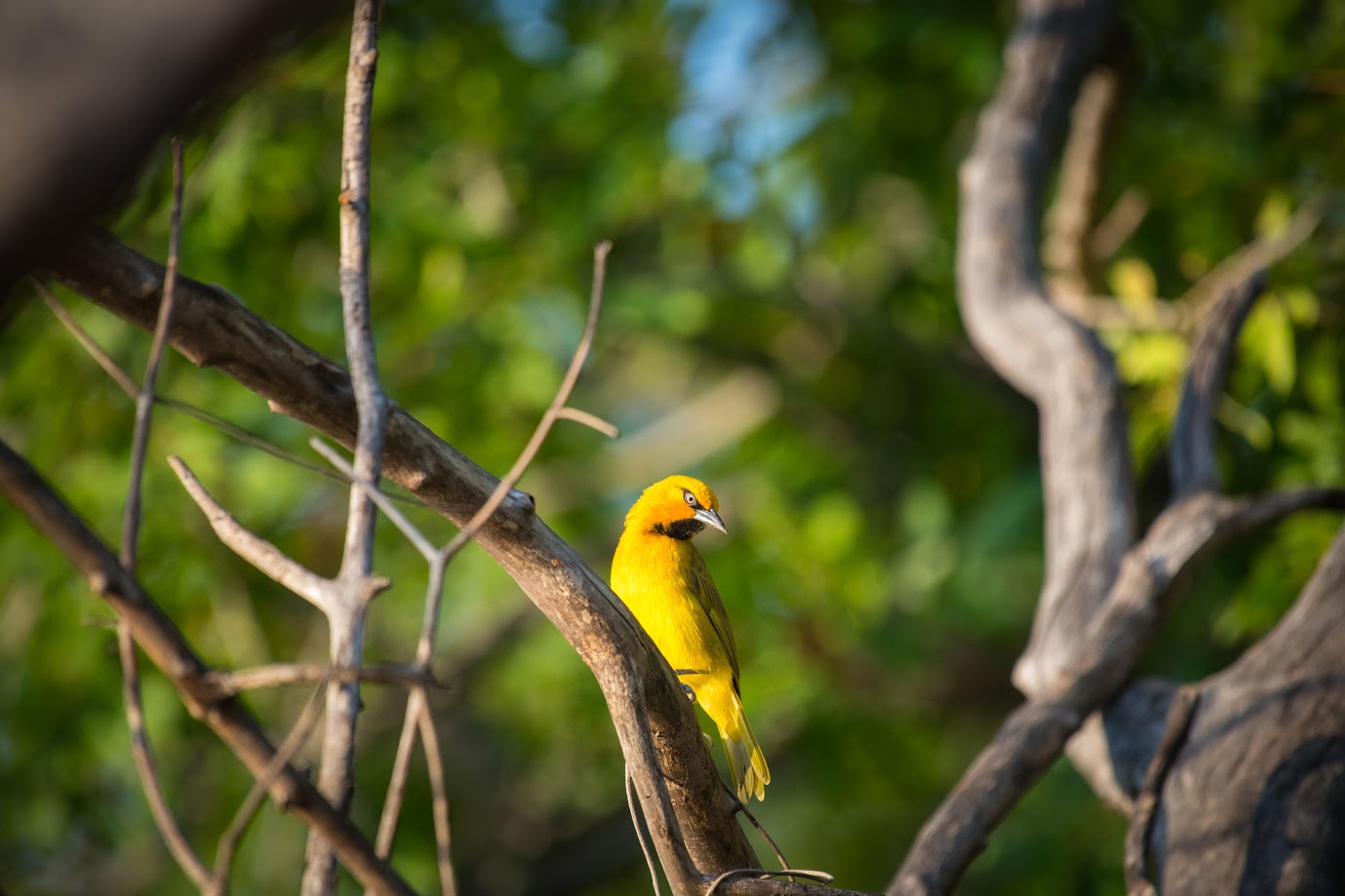 Bird spotting in Zambia