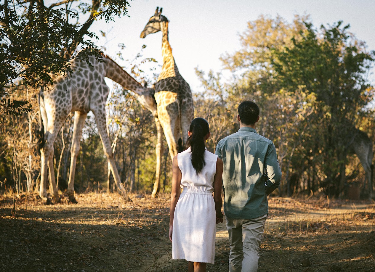 Tourists watching giraffes